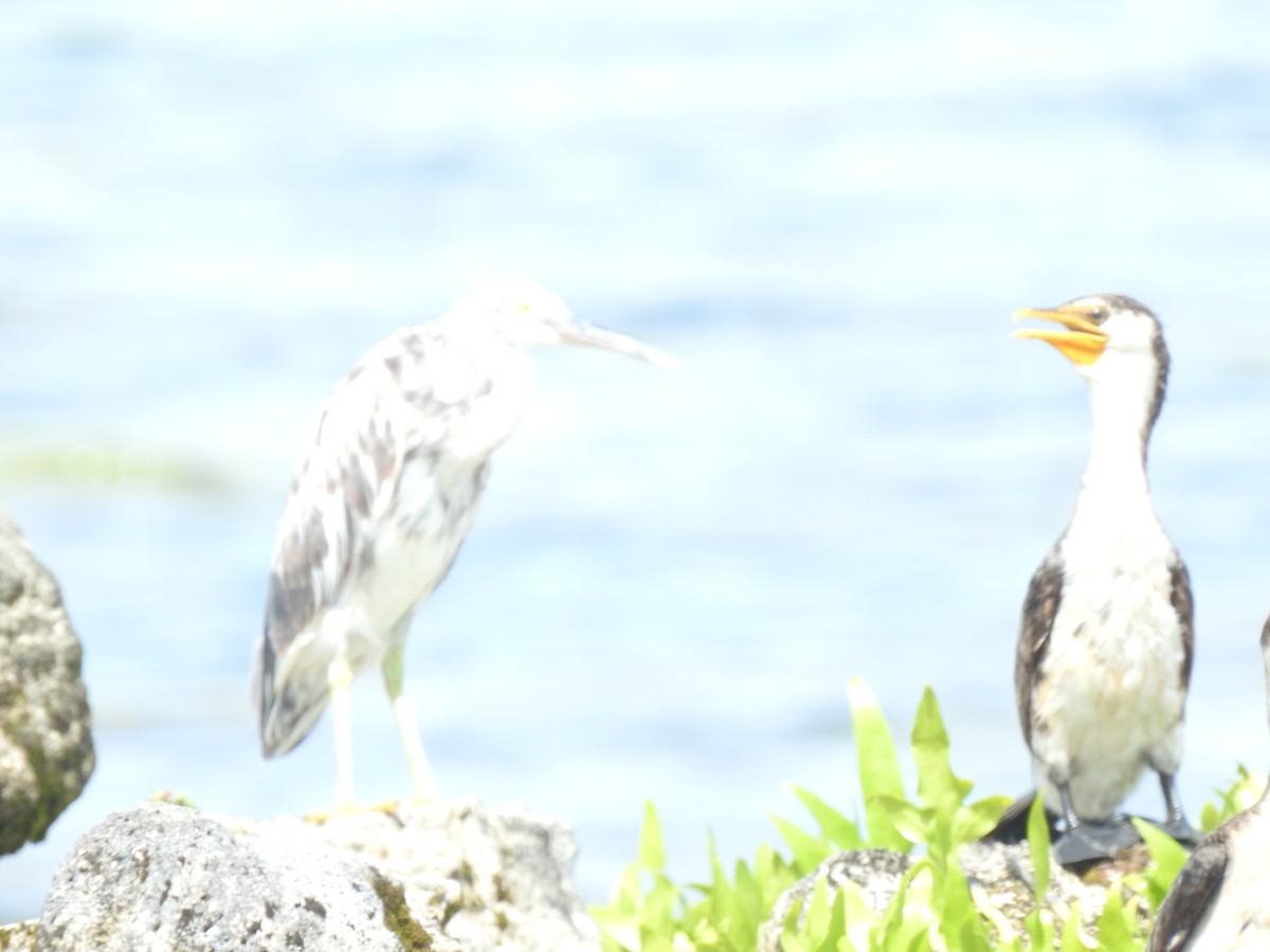 Pacific Reef-Heron - ML608567681