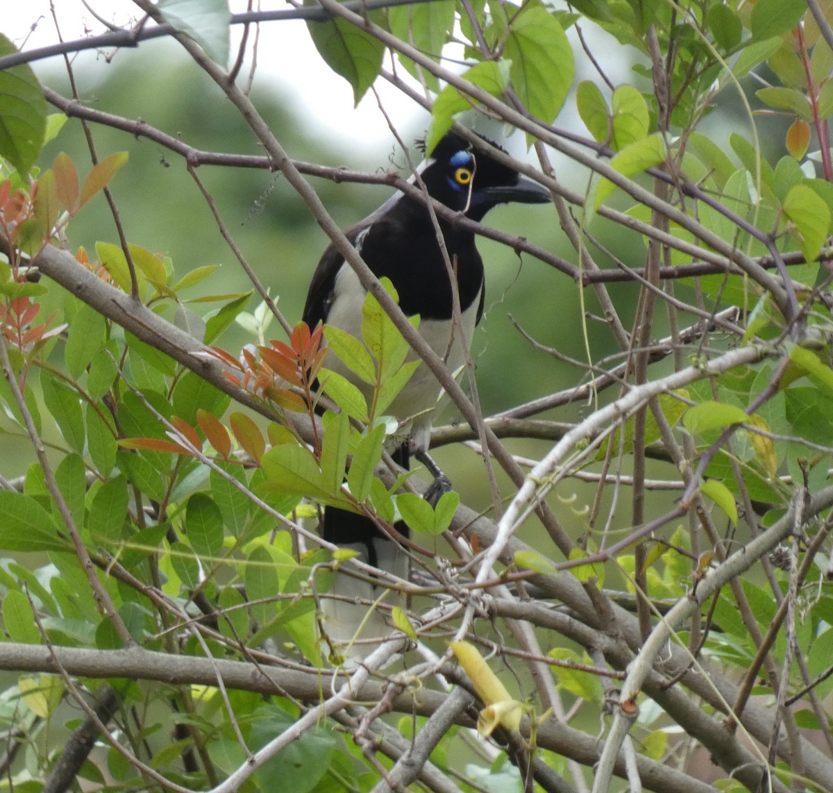 White-naped Jay - ML608567861