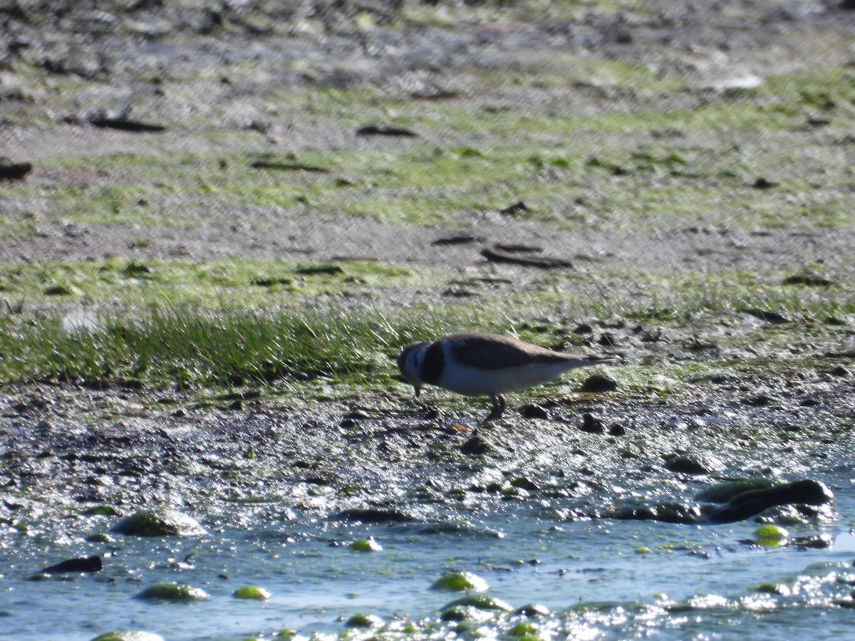 Semipalmated Plover - ML608567866