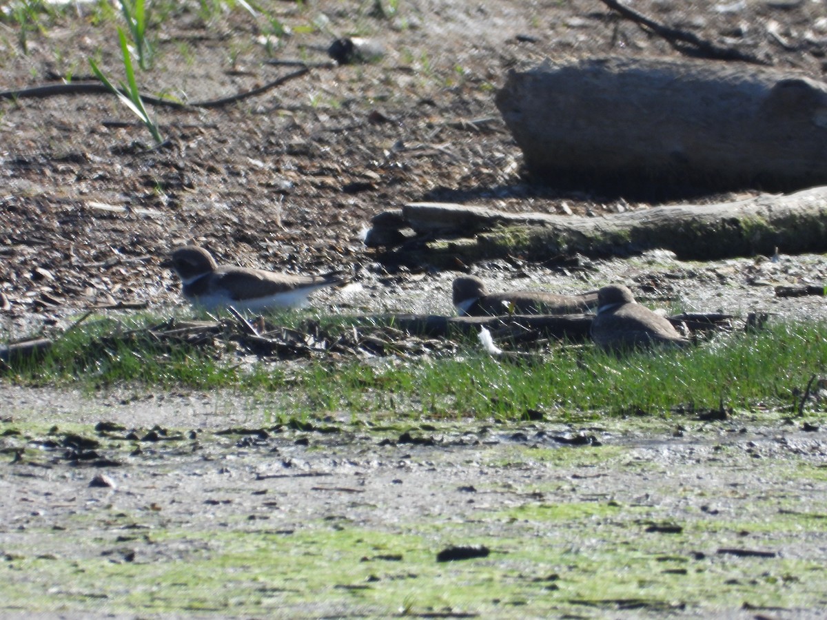 Semipalmated Plover - ML608567867