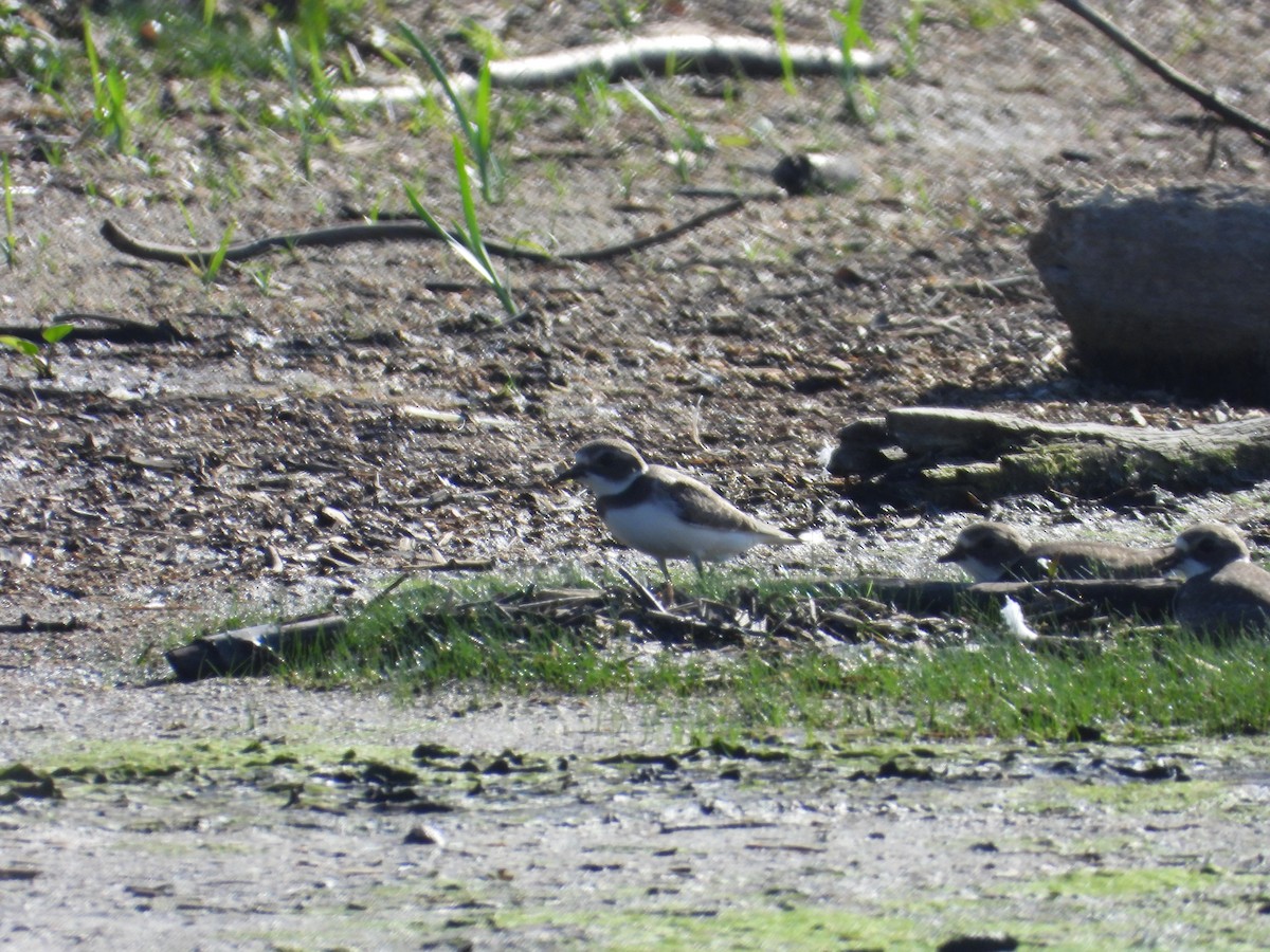 Semipalmated Plover - ML608567868