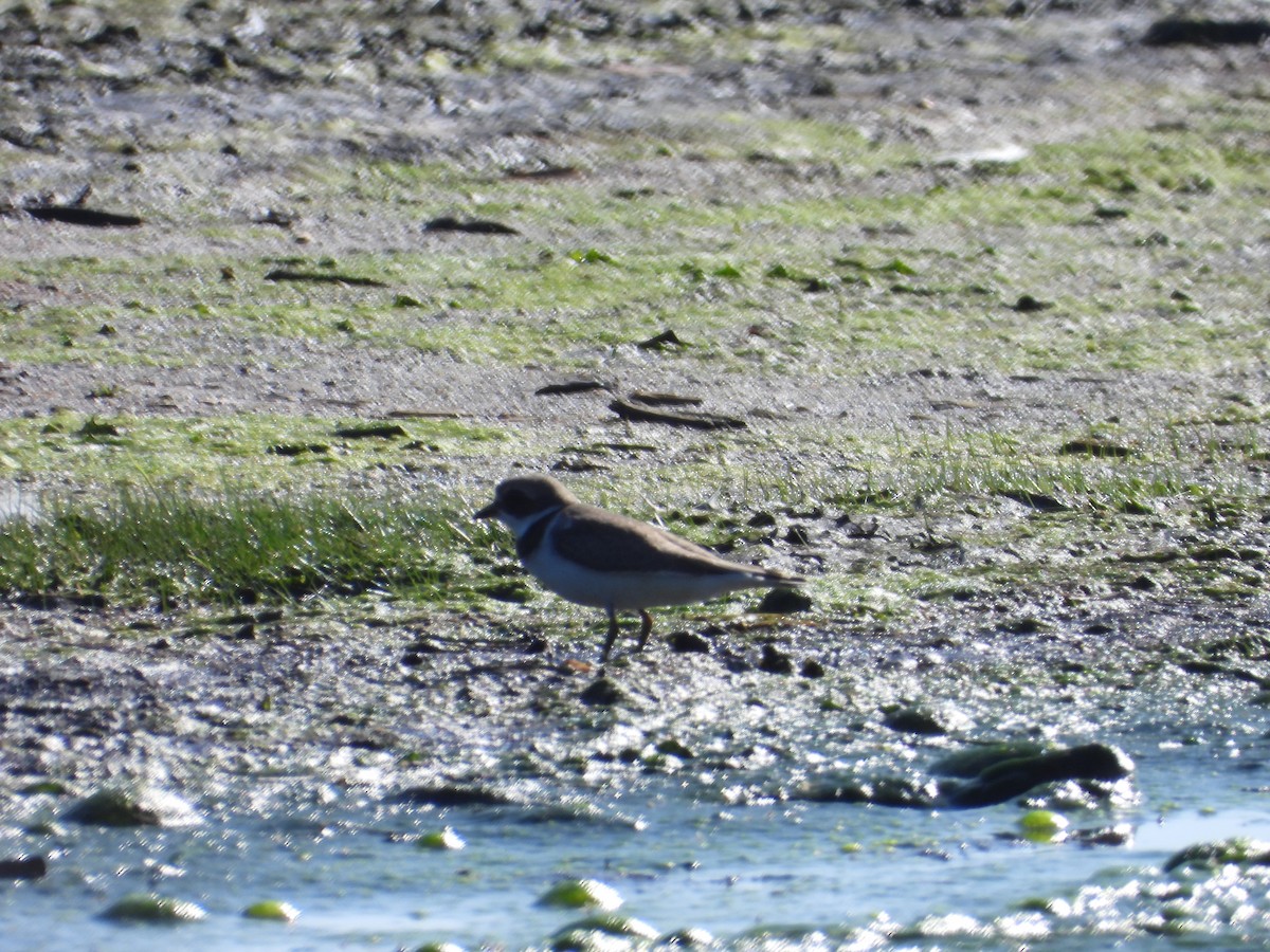 Semipalmated Plover - ML608567869
