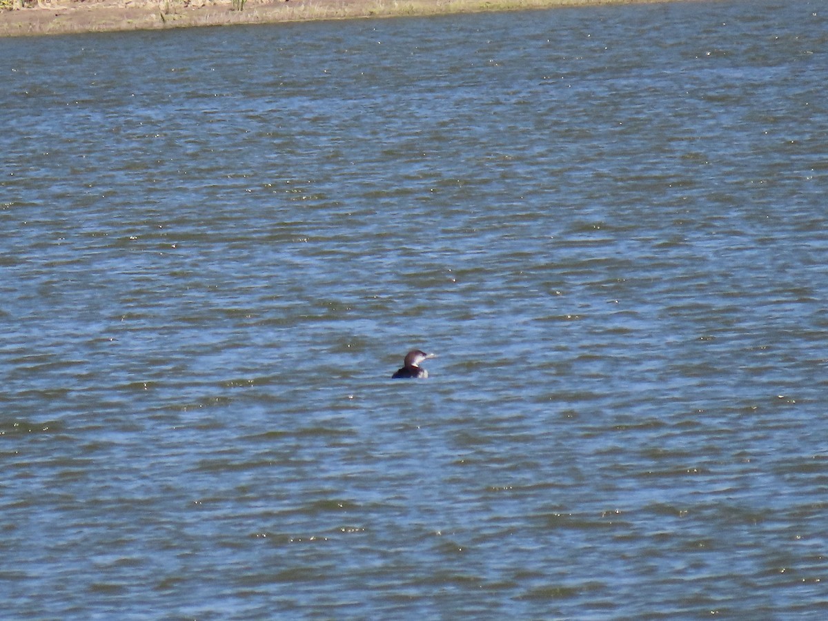 Common Loon - ML608568019