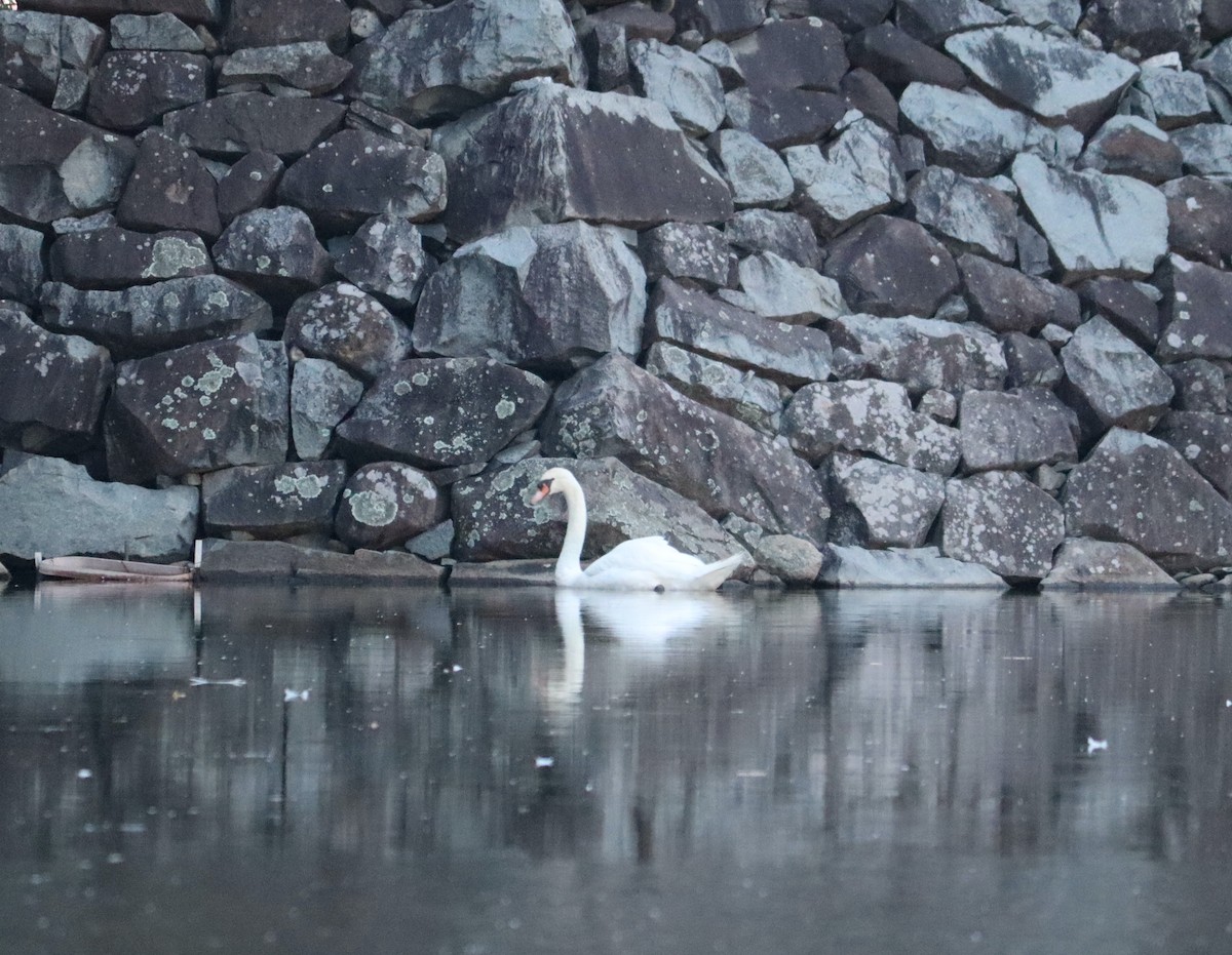 Cygne tuberculé - ML608568097