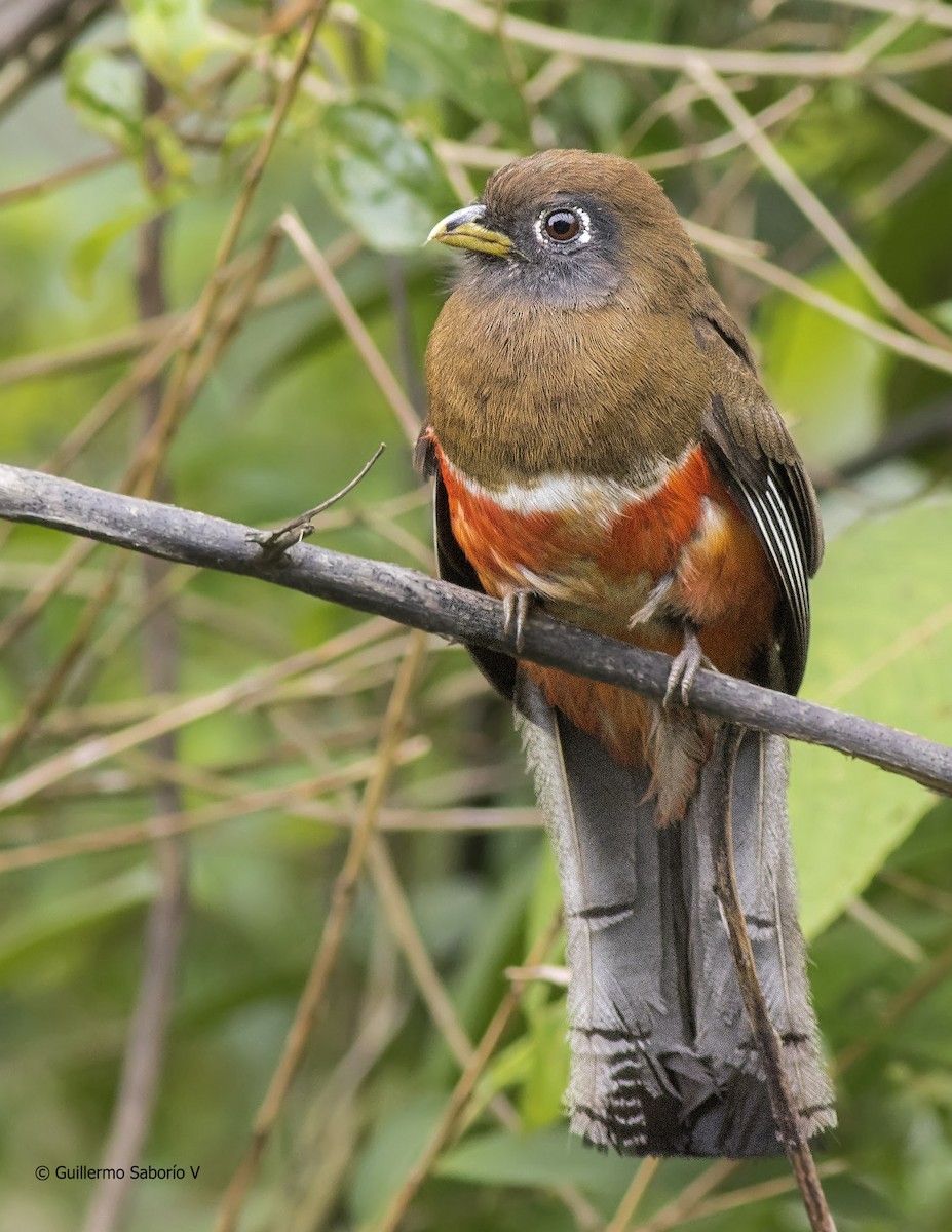 Collared Trogon - ML60856811