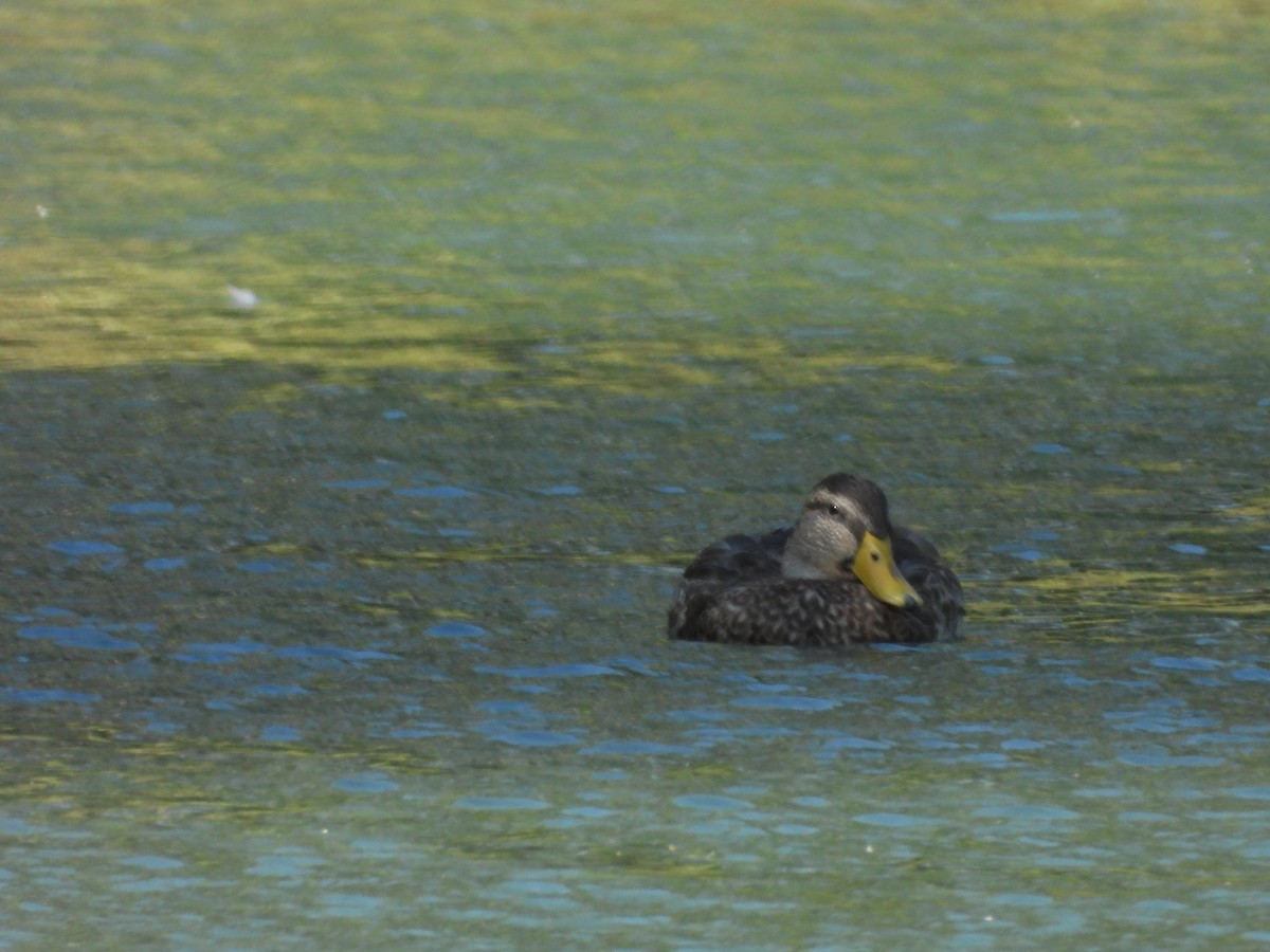 American Black Duck - ML608568112