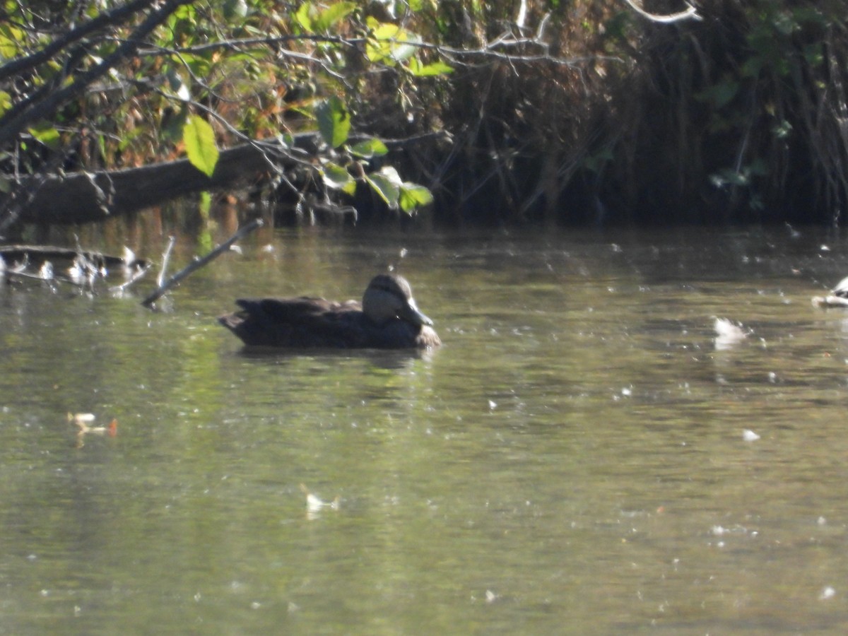 American Black Duck - ML608568114