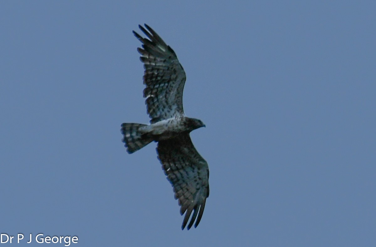 Short-toed Snake-Eagle - Dr George P J