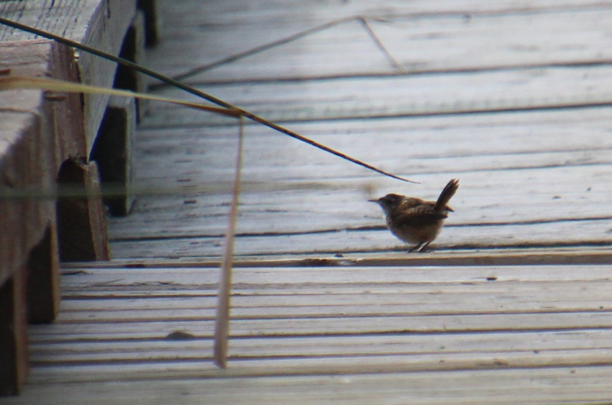 Marsh Wren - ML608568217