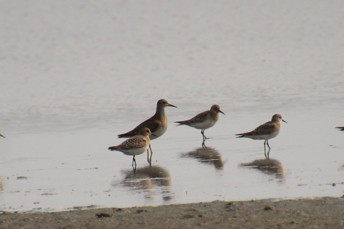 Pectoral Sandpiper - ML608568239