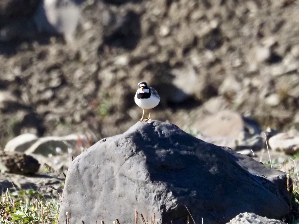 Common Ringed Plover - ML608568315