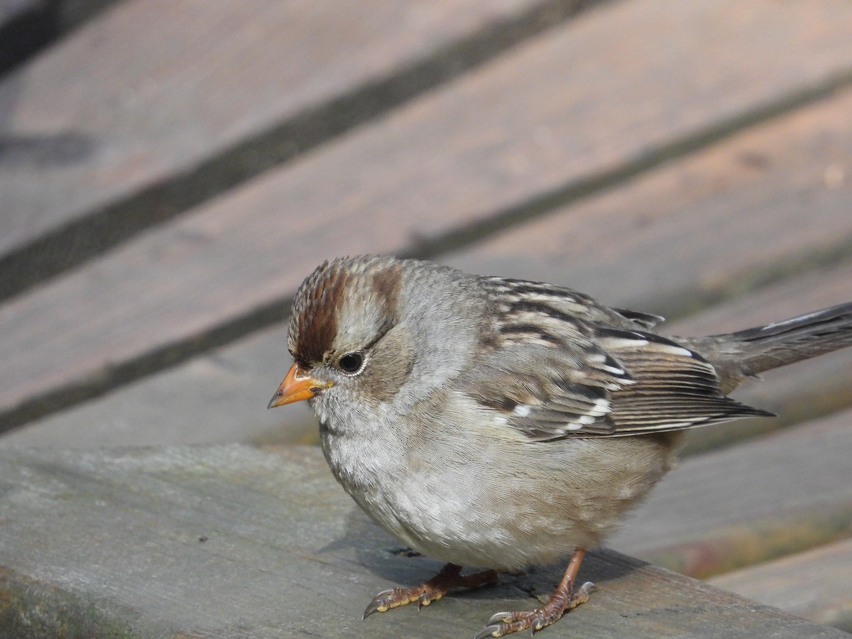 White-crowned Sparrow - Vince Hiebert