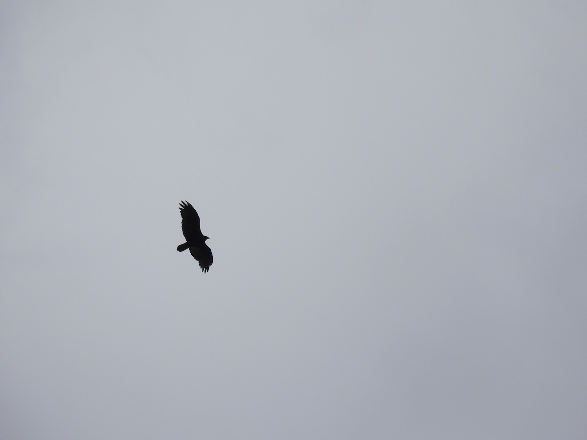 Turkey Vulture - ML608568518