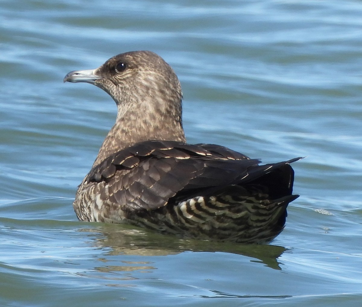 Parasitic Jaeger - Becca Serdehely