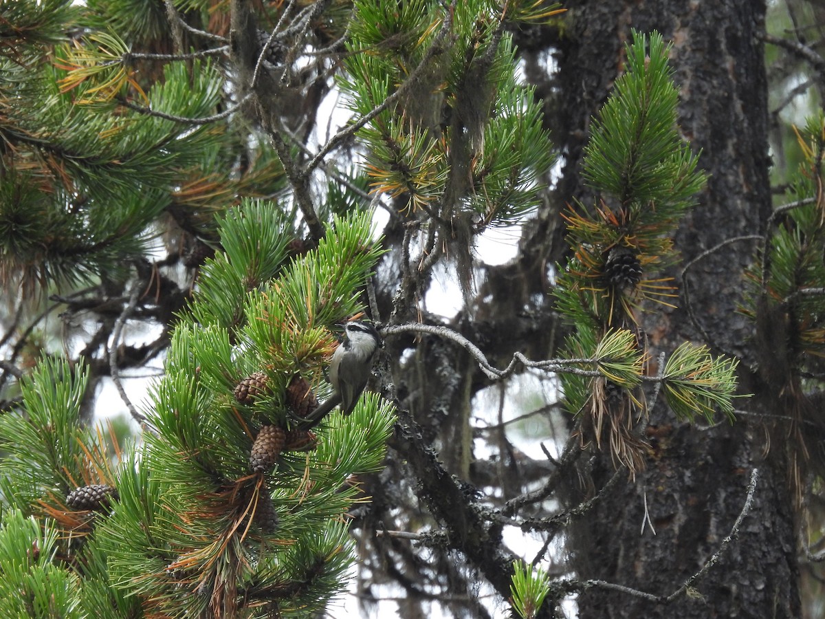 Mountain Chickadee - ML608568570