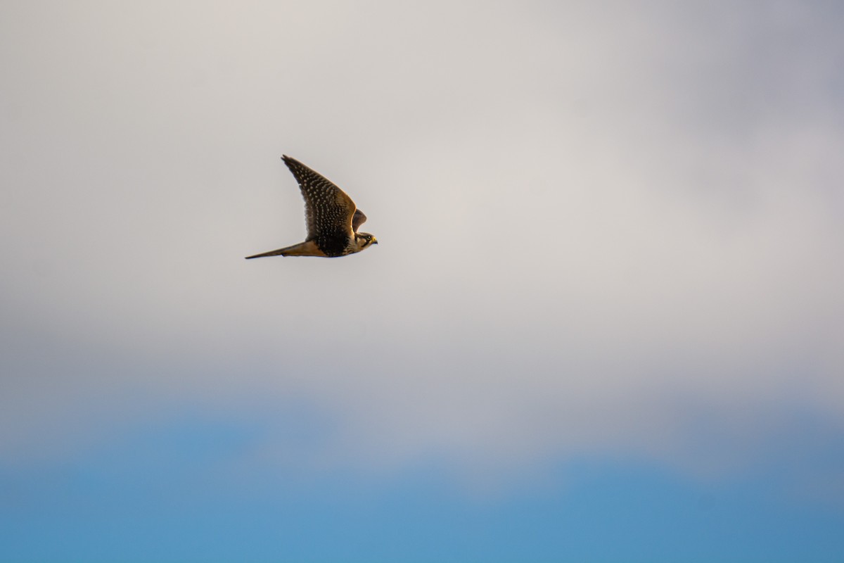Aplomado Falcon - ML608568702