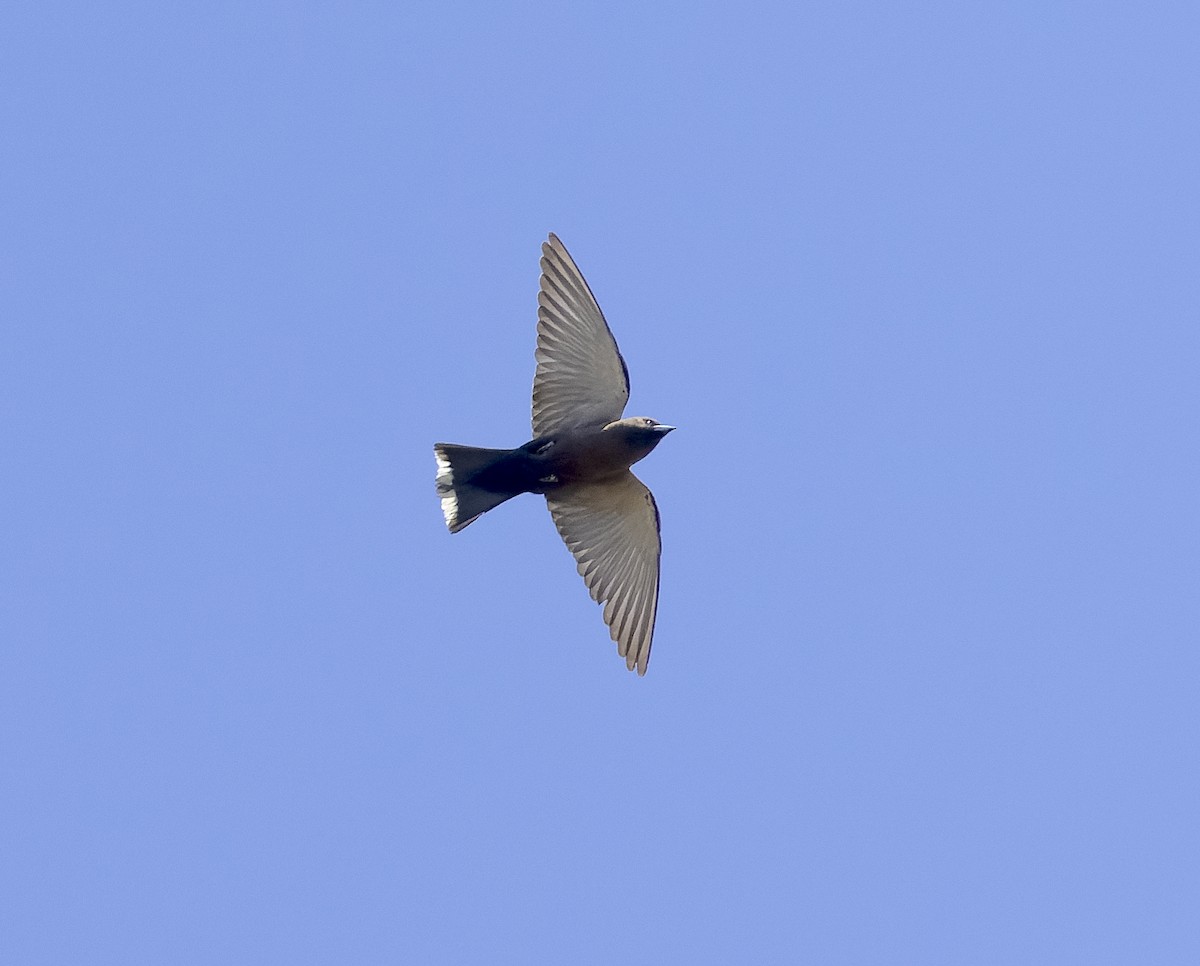 Zwergschwalbenstar - ML608568752