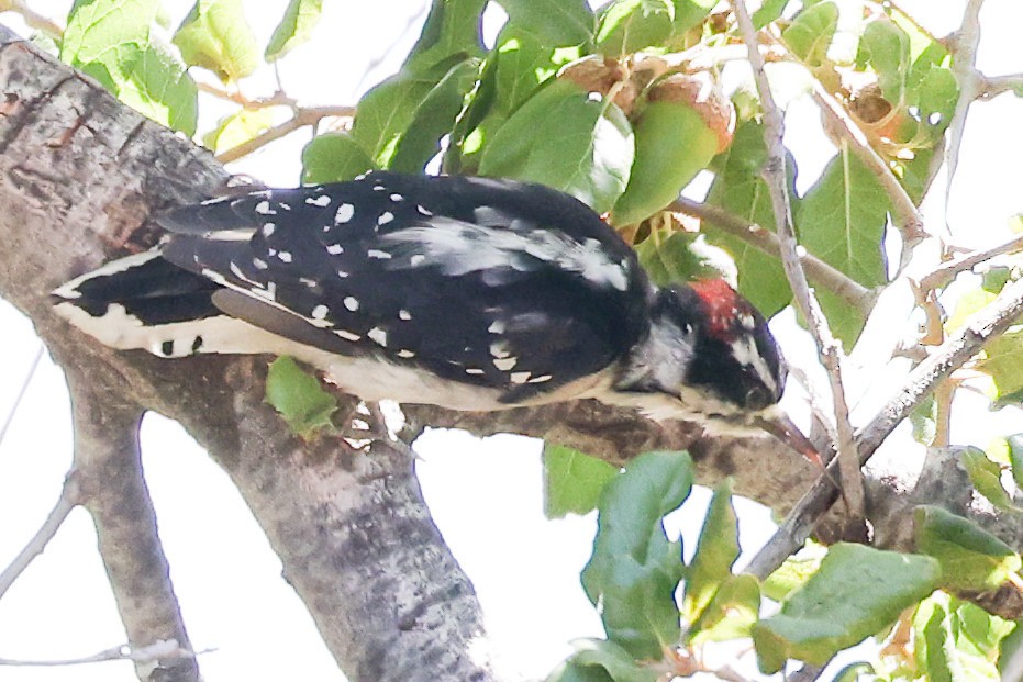 Downy Woodpecker - ML608568820