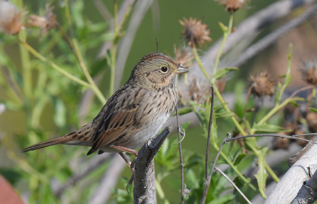 Lincoln's Sparrow - ML608568828