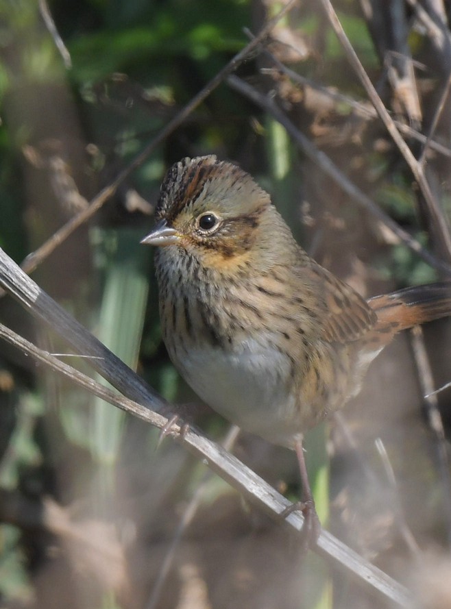 Lincoln's Sparrow - ML608568833
