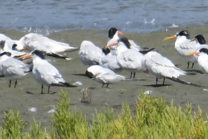 Common Tern - ML608568837