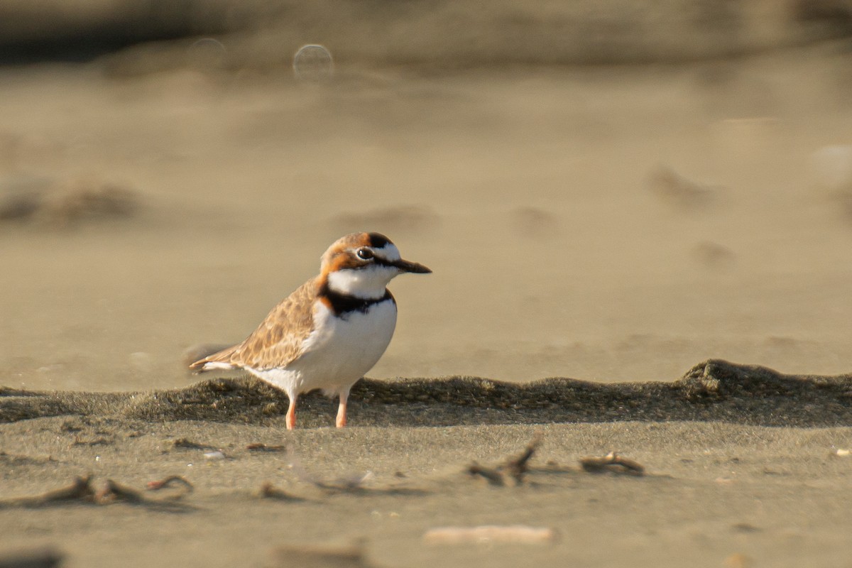 Collared Plover - ML608568838