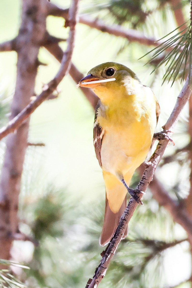 Western Tanager - ML608568842