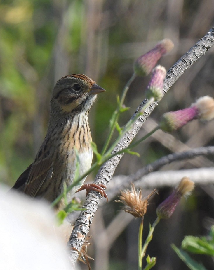 Lincoln's Sparrow - ML608568847