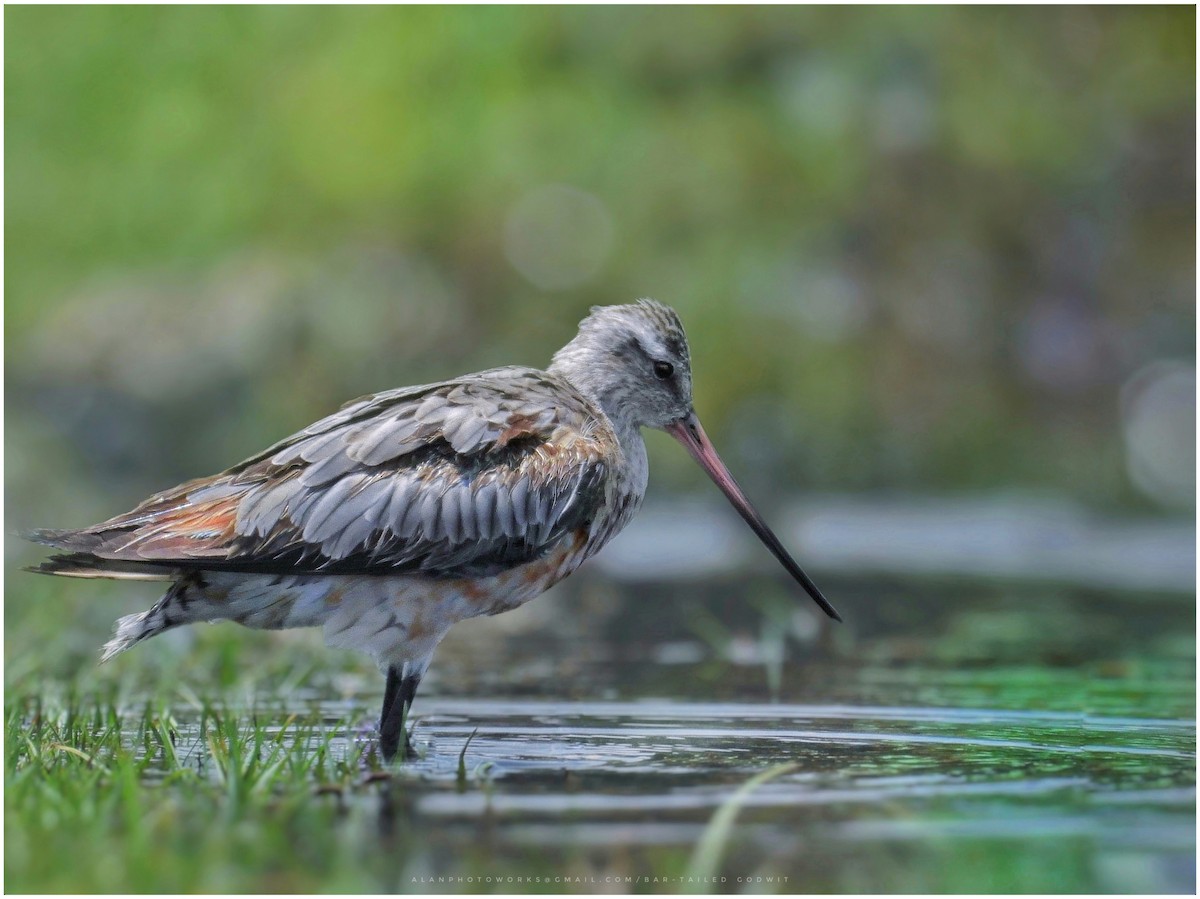 Bar-tailed Godwit (Siberian) - ML608568866