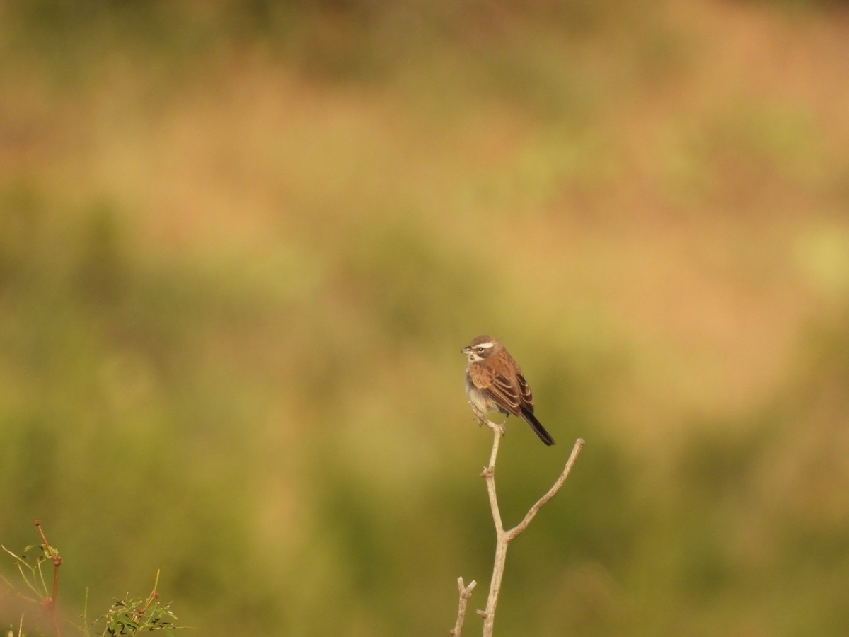 Black-throated Sparrow - ML608568870