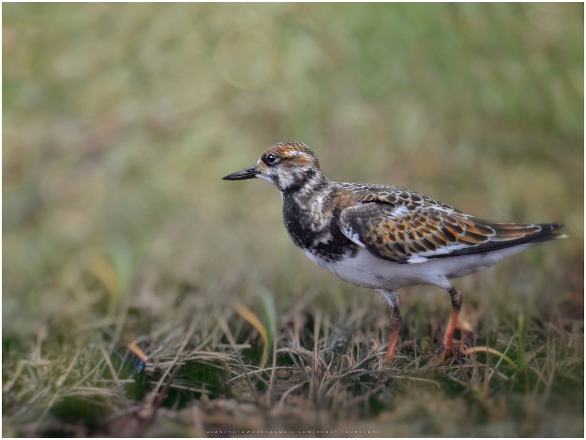 Ruddy Turnstone - Azlan Jefri