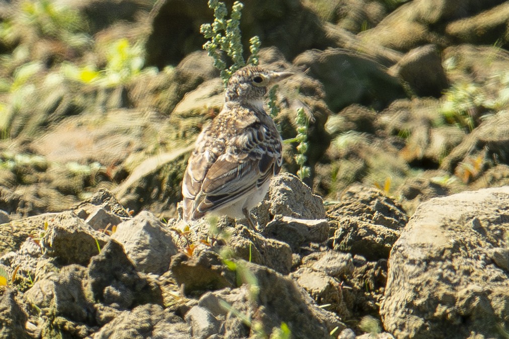 Horned Lark (Western rufous Group) - ML608569031