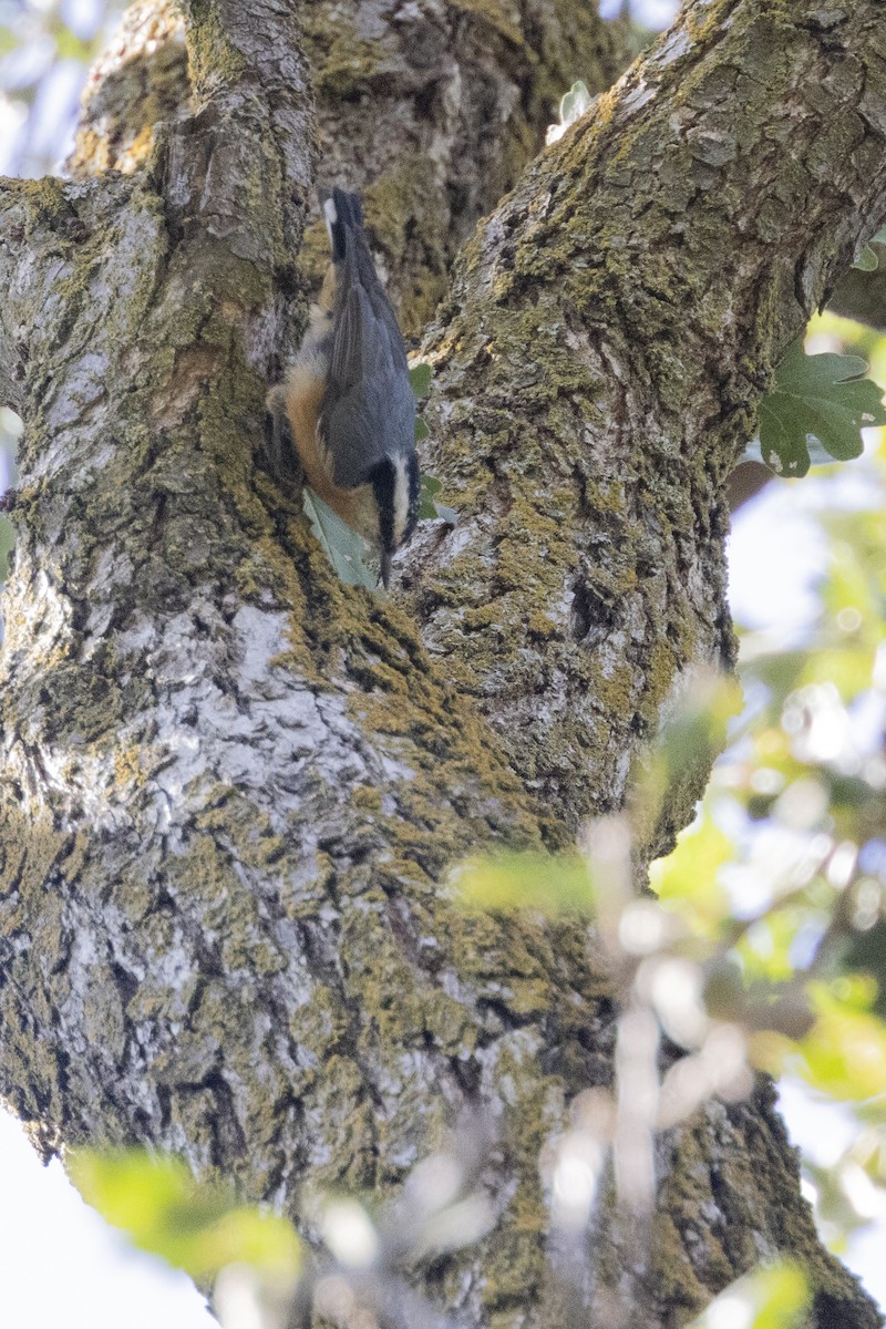 Red-breasted Nuthatch - ML608569140