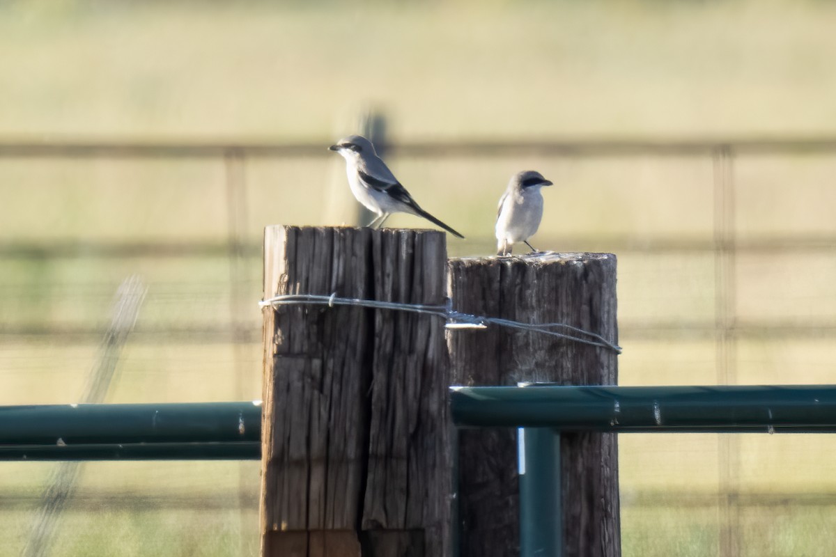 Loggerhead Shrike - ML608569198