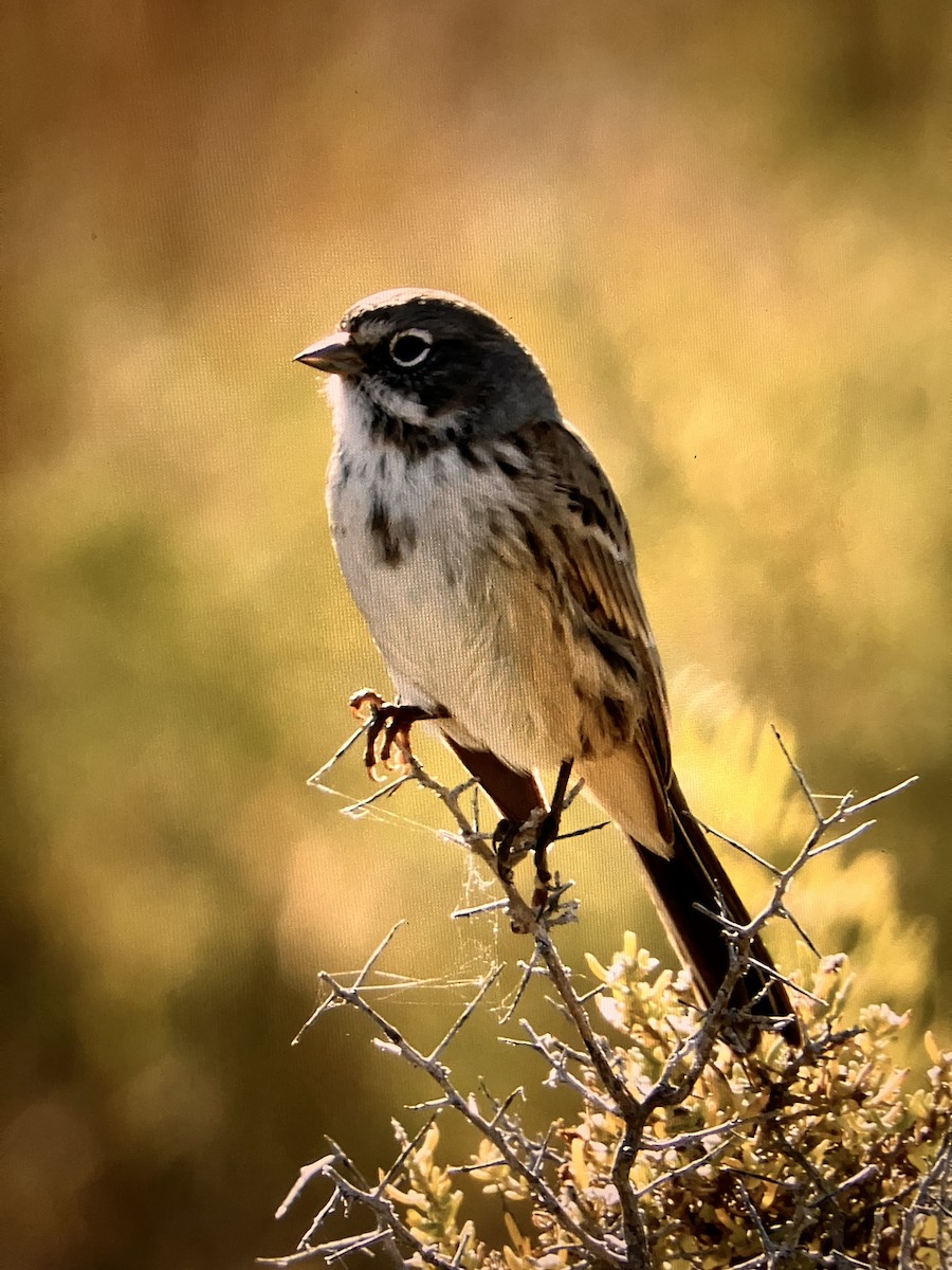 Sagebrush Sparrow - Sue Plankis