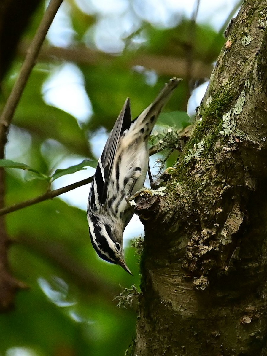 Black-and-white Warbler - William Calbeck