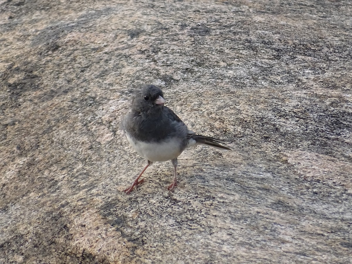 Dark-eyed Junco - ML608569430