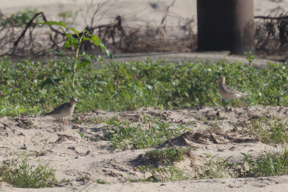 Buff-breasted Sandpiper - ML608569453