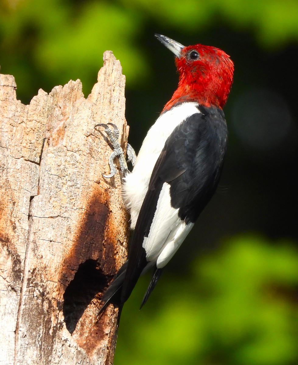 Red-headed Woodpecker - Paul McKenzie