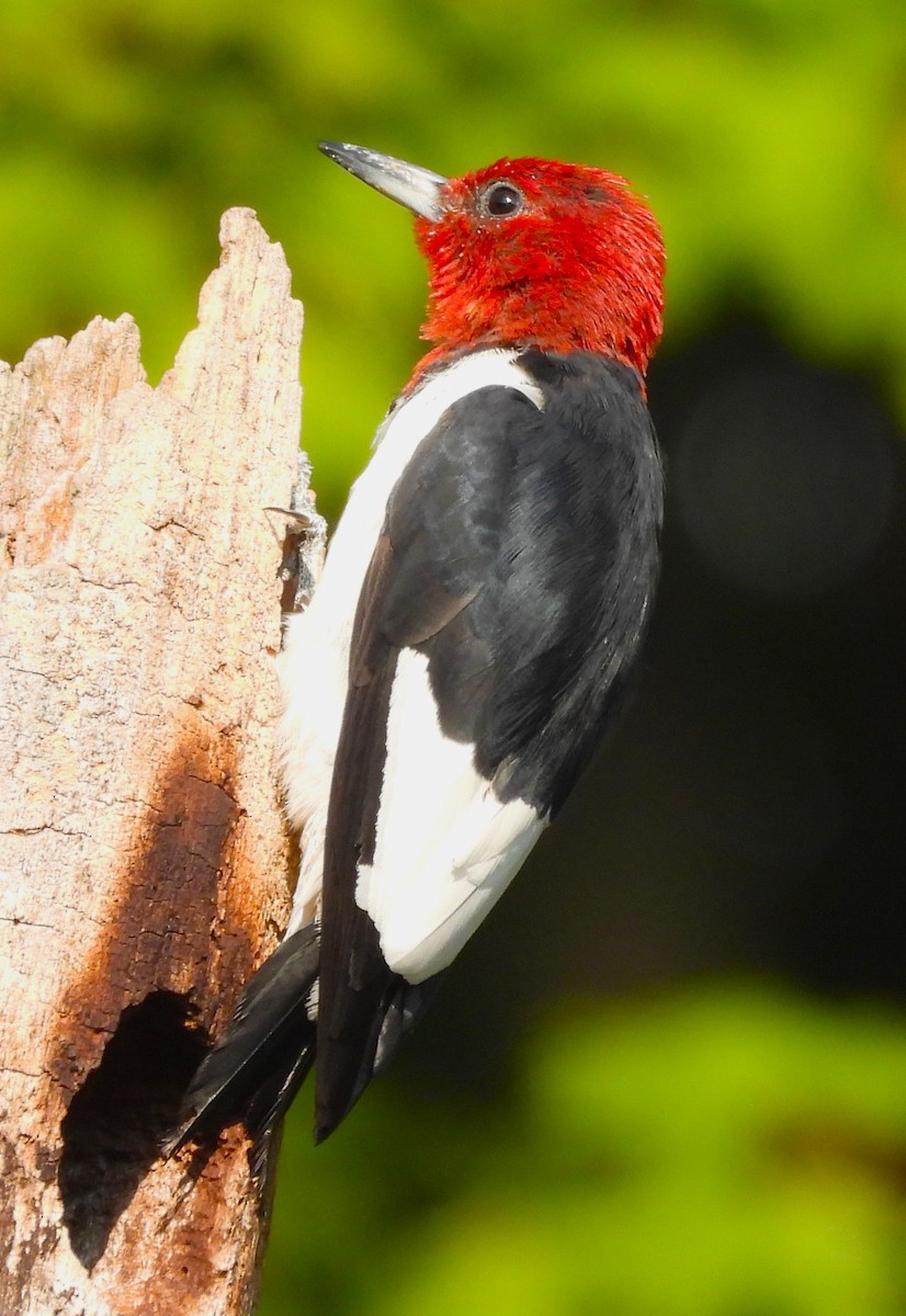 Red-headed Woodpecker - Paul McKenzie