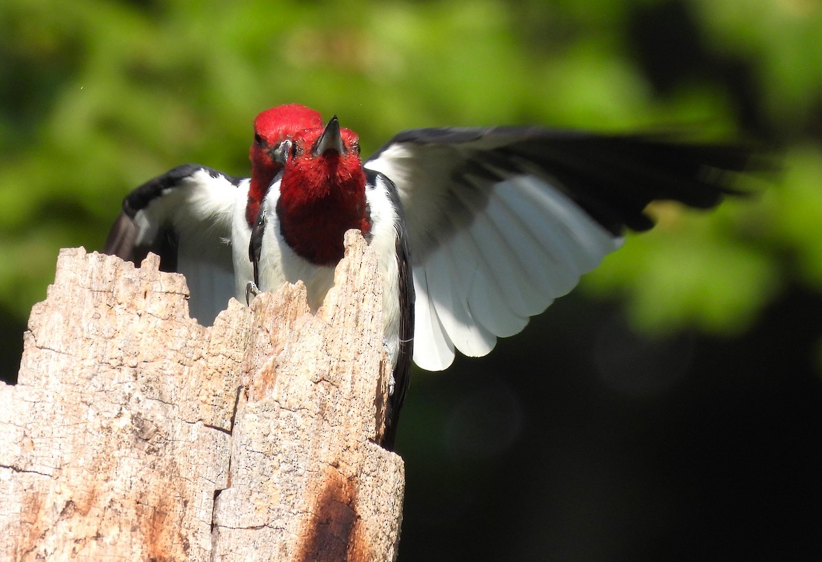 Red-headed Woodpecker - Paul McKenzie