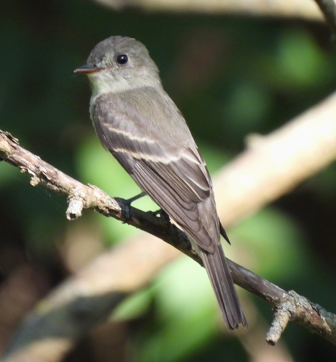 Eastern Wood-Pewee - ML608569496