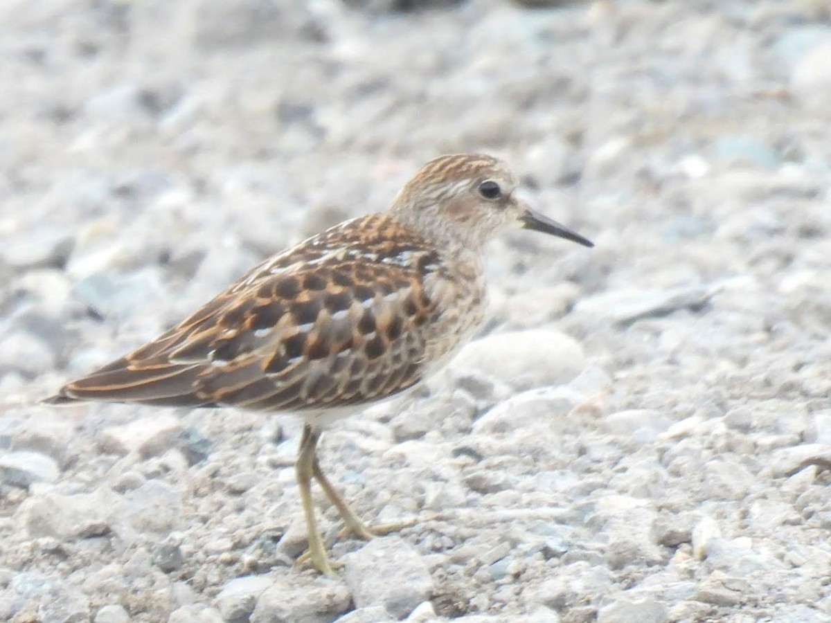 Least Sandpiper - ML608569504