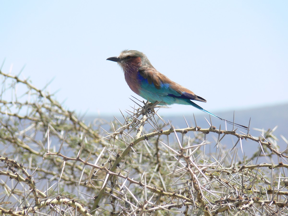Lilac-breasted Roller - ML608569518
