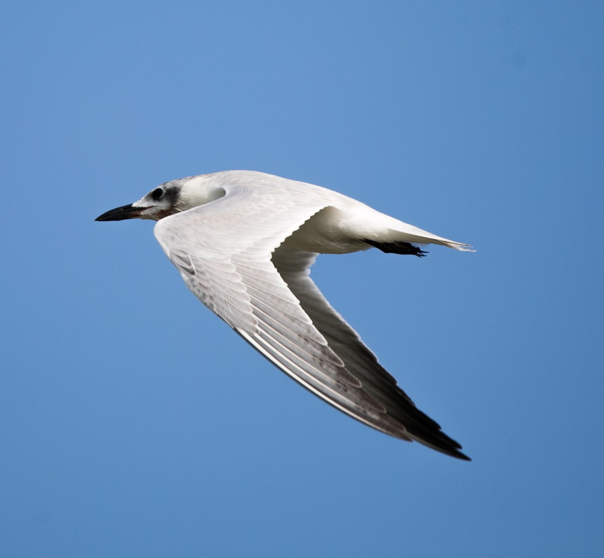 Gull-billed Tern - Isaias Morataya