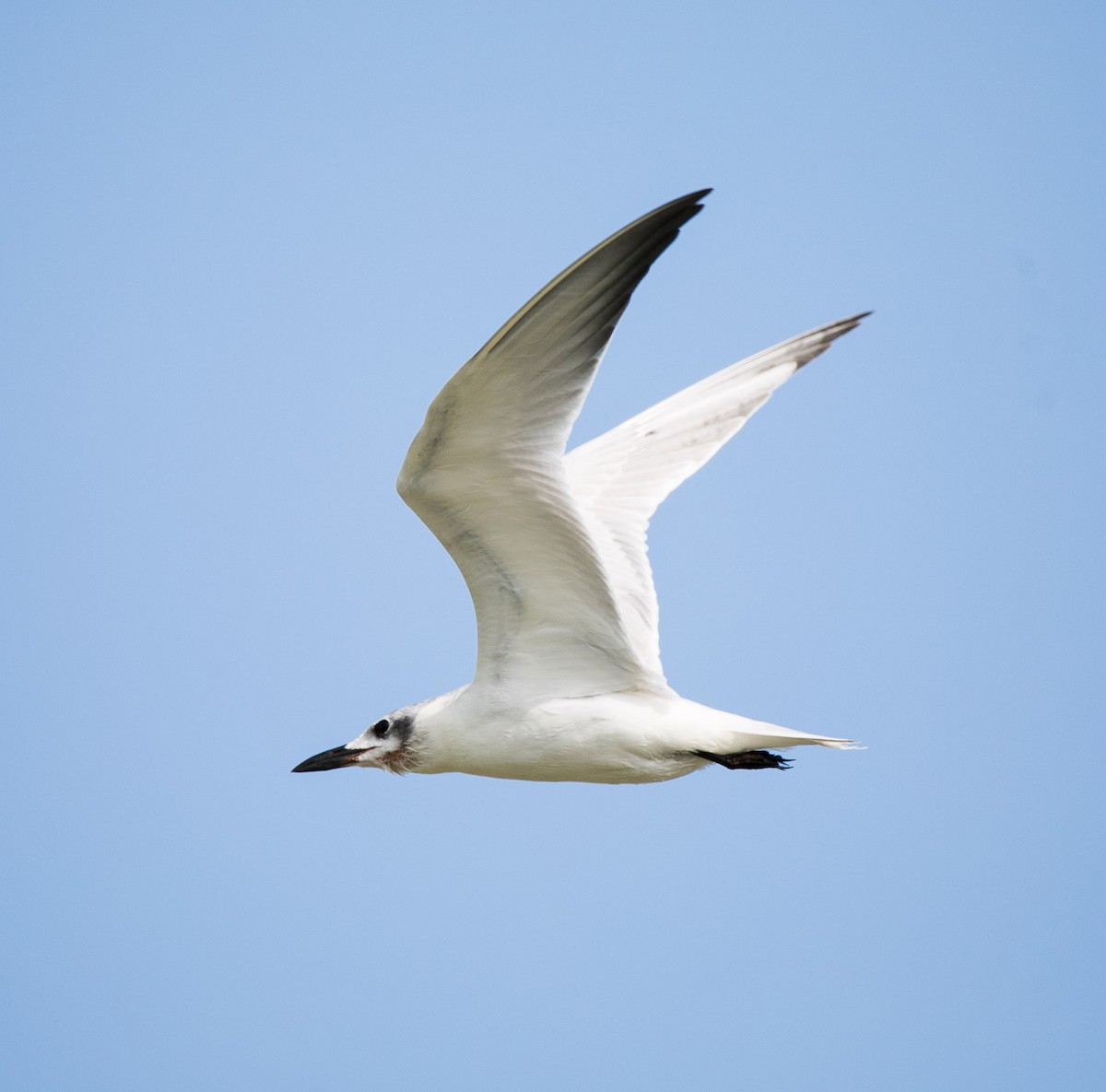 Gull-billed Tern - ML608569528