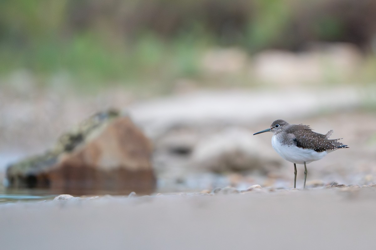 Solitary Sandpiper - ML608569753