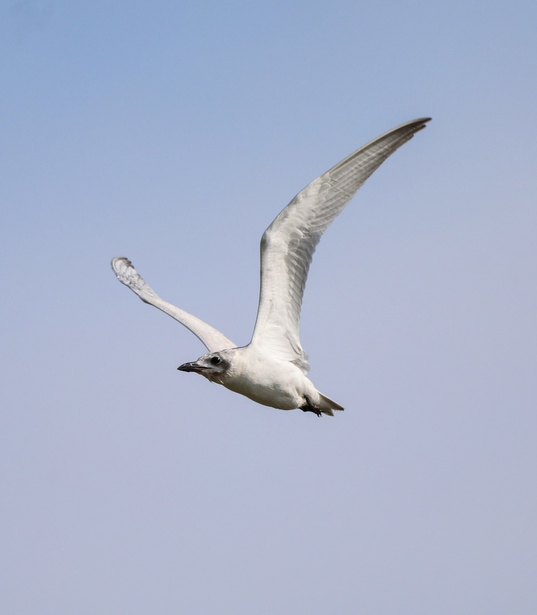 Gull-billed Tern - ML608569799