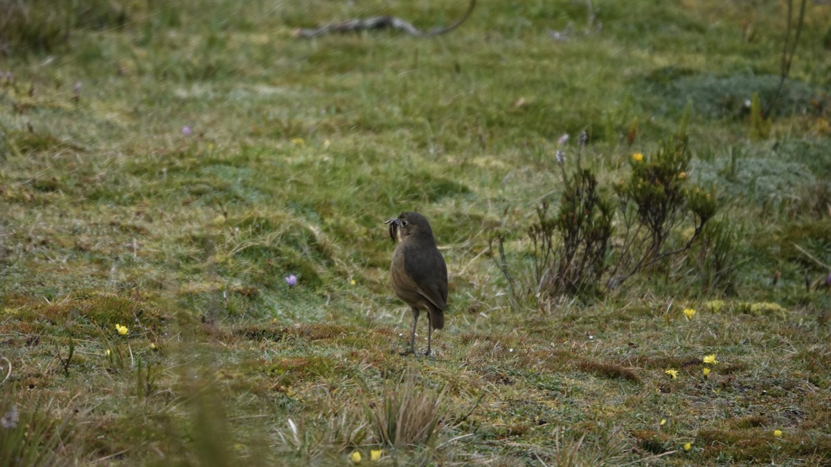 Tawny Antpitta - ML608569878