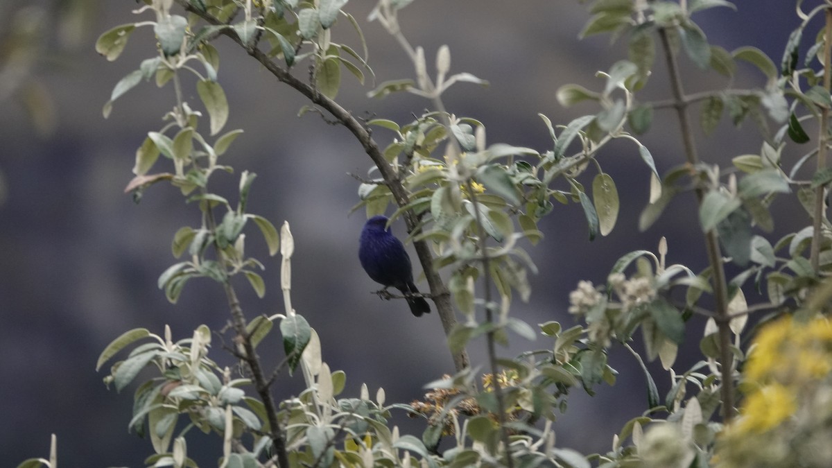 Tit-like Dacnis - Pablo José Sanchez Loayza